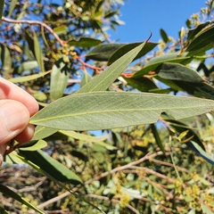 Eucalyptus obstans