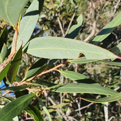 Eucalyptus obstans