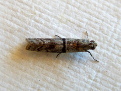 Cryptoblabes euraphella