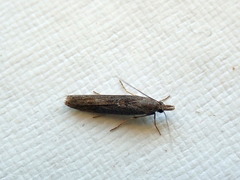 Crocydopora cinigerella