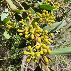 Eucalyptus obstans