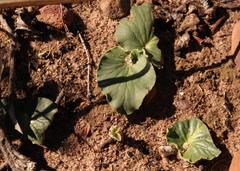 Pelargonium asarifolium