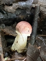 Pholiota polychroa