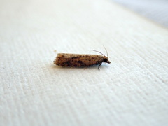 Constrictana constrictana