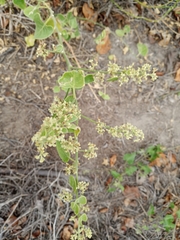 Cryptocarpus pyriformis