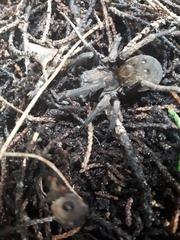 Uliodon albopunctatus