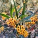 Daviesia corymbosa - Photo (c) Ruby E Stephens, algunos derechos reservados (CC BY-NC), subido por Ruby E Stephens