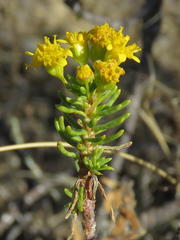 Euryops nodosus