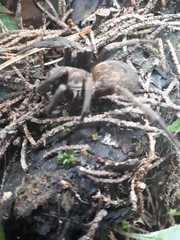 Uliodon albopunctatus