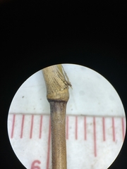 Muhlenbergia sylvatica