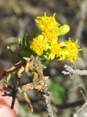 Euryops nodosus