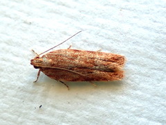 Ardozyga ceramica