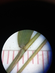 Muhlenbergia sylvatica