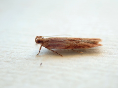 Ardozyga ceramica