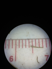 Muhlenbergia sylvatica