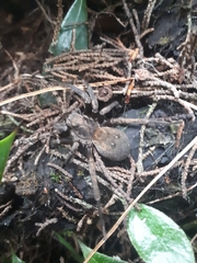 Uliodon albopunctatus