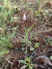 Disperis woodii