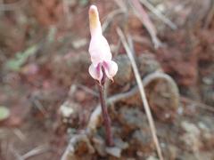 Disperis woodii