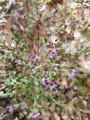 Prostanthera violacea