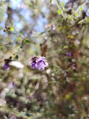 Prostanthera violacea