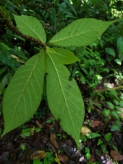 Hippotis panamensis