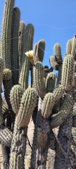 Trichocereus chiloensis