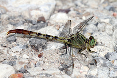 Arigomphus submedianus