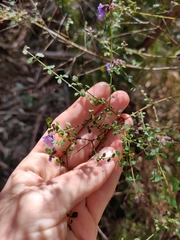Prostanthera violacea