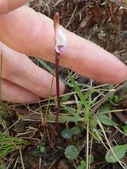 Disperis woodii