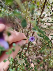 Prostanthera violacea
