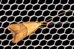 Crocanthes prasinopis