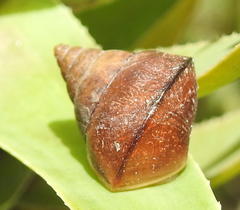 Cerastidae