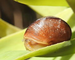 Cerastidae