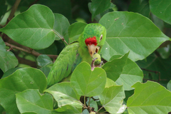 Crimson-Fronted Parakeet photo 5