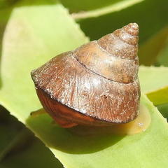 Cerastidae