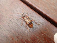 Phoracantha synonyma