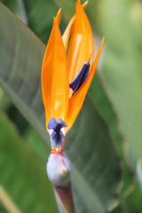 Strelitzia reginae reginae