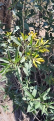 Cestrum parqui