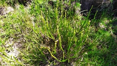 Baccharis trimera
