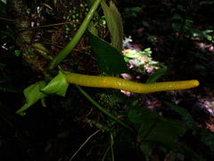 Anthurium panduriforme