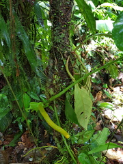 Anthurium panduriforme
