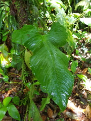 Anthurium panduriforme