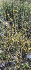 Ephedra chilensis