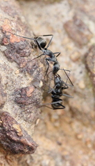 Camponotus parius