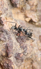 Camponotus parius