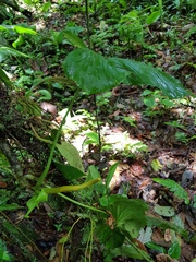Anthurium panduriforme