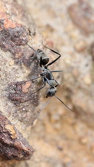 Camponotus parius