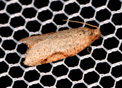 Meritastis piperata