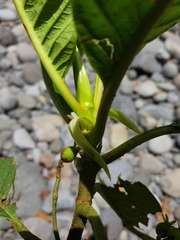 Sommera donnell-smithii