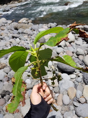 Sommera donnell-smithii